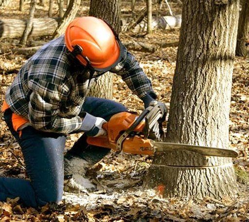 Tree Removal in Pittsville, MD